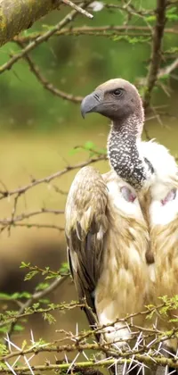 This stunning phone live wallpaper showcases a majestic bird perched on a tree branch