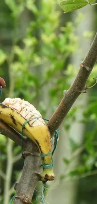 This live wallpaper showcases a colorful bird feasting on a banana while resting on a lush green tree branch