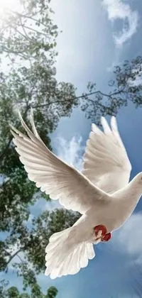 This phone live wallpaper showcases a white bird gliding across a serene blue sky