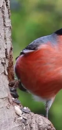 This phone live wallpaper showcases a stunning red and black bird perched atop a tree branch