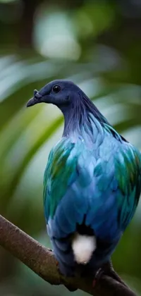 Adorn your phone's screen with a stunning live wallpaper featuring a gorgeous blue and green bird perched on a tree branch