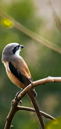 This phone live wallpaper features a small shrike bird perched on a tree branch in the jungle