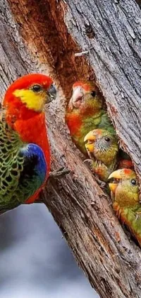 This lively and colorful phone live wallpaper features a group of playful birds perched on a branch