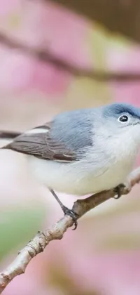 This Phone Live Wallpaper showcases an enchanting bird perched on a tree branch