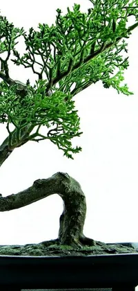 Plant Tree Branch Live Wallpaper