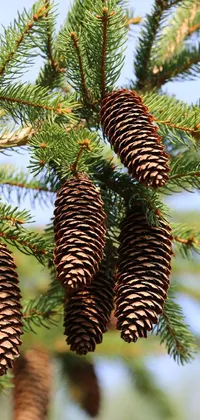 Experience the natural beauty of the pine cone with this stunning live wallpaper