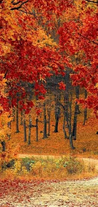 This live phone wallpaper features a gorgeous forest scene, with an abundance of red and yellow leaves