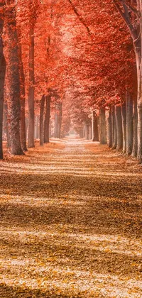 Immerse yourself in an autumn landscape with a phone live wallpaper featuring a picturesque road lined with red leafed trees