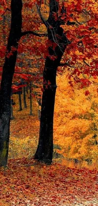 This mobile live wallpaper is perfect for nature lovers who enjoy vibrant autumn colors