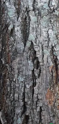 This tree bark live wallpaper for your phone showcases the intricate patterns and textures of nature