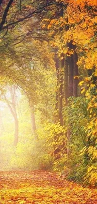 This phone live wallpaper features a serene forest with numerous trees covered in bright yellow leaves