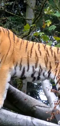 This phone live wallpaper features a highly realistic image of a majestic tiger standing on a tree branch with an intricate Escher-like patterned background