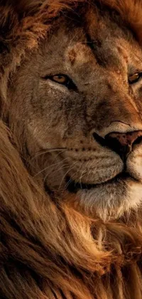 Enjoy the majestic beauty of a lion with this stunning phone live wallpaper