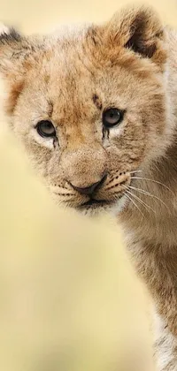 Add a touch of the wild to your phone with this stunning digital rendering of a baby lion in a tree