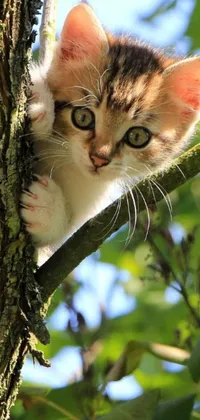 Get this lively phone live wallpaper with a cute kitten resting on a tree branch