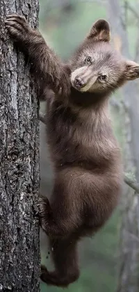 Get your phone ready for some cutecore fun with this brown bear live wallpaper! Featuring an adorable bear climbing up a tree in black and brown hues, this high-resolution wallpaper is the perfect addition to your phone's background
