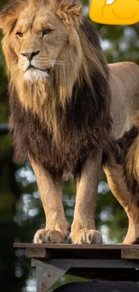 This lively phone wallpaper displays two majestic lions towering over a vehicle