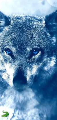 This live wallpaper showcases a stunning image of a majestic wolf in a snowy landscape