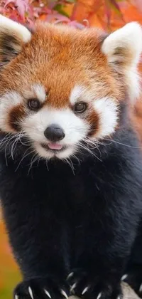 Get mesmerized by this realistic live wallpaper featuring an endearing red panda sitting on a rock amidst a lush forest