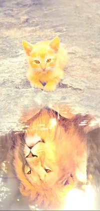 This phone live wallpaper showcases a cute lion sitting on a rock next to a water puddle