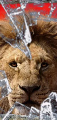 This stunning live wallpaper features a close-up of a lion peering through a broken glass, exuding power and majesty