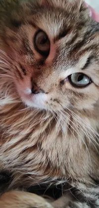 This phone live wallpaper is a stunning portrait of a long-haired cat, gazing into the viewer's eyes with its piercing stare