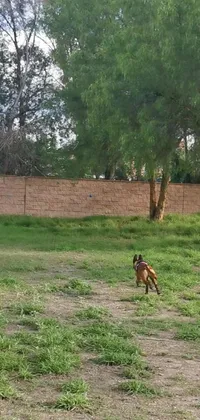 This phone live wallpaper depicts a delightful scene of a boxer dog having fun with a frisbee in a beautiful field backdrop with palm trees