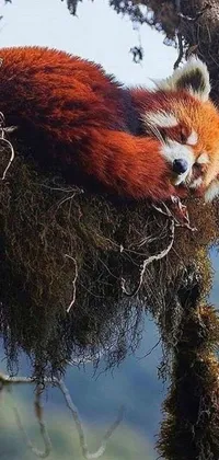 Enjoy the breathtaking beauty of a sleeping red panda in a tree with this amazing phone live wallpaper