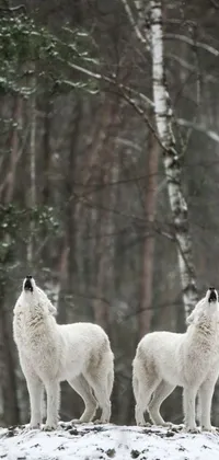 Adorn your phone's screen with the mesmerizing beauty of two white wolves standing on a snow-covered hill