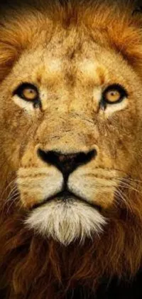 This Kenyan lion live phone wallpaper captures the regal beauty of Aslan, the king of the jungle
