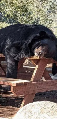 This live wallpaper features a realistic image of a black bear lounging on a picnic table in Big Bear Lake, California