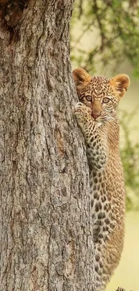 Add a touch of wilderness to your phone with a live wallpaper of a curious leopard cub hiding behind a tree