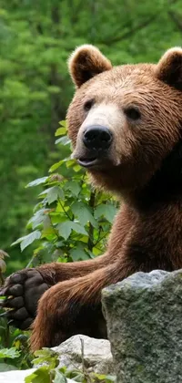 This phone live wallpaper showcases a brown bear sitting on a rock amidst a verdant forest