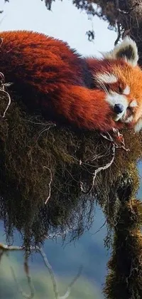 This phone live wallpaper features a charming red panda taking a nap on a tree while white birds and a red fox wander in the background