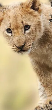 This phone live wallpaper shows a stunning image of a young lion seated on a tree branch