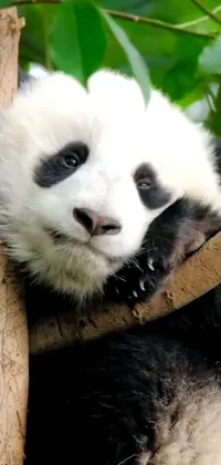 The Panda Bear phone Live Wallpaper showcases an adorable panda resting on a tree branch with a multicolored backdrop