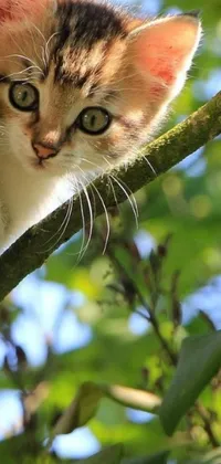 This charming phone live wallpaper showcases an endearing kitten perched atop a tree branch in a stunning capture