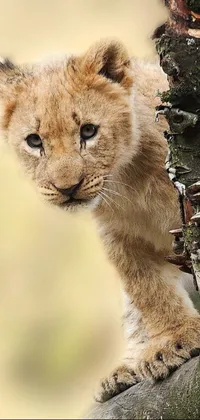 This phone wallpaper features a cute and playful lion cub hiding on a tree in a lush forest setting