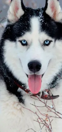This phone live wallpaper features a black and white husky dog sitting in the snow with a white wolf in the background