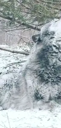This live wallpaper features a majestic wolf in a snowy landscape