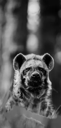 This phone live wallpaper displays an adorable black and white photo of a hyena taken outdoors