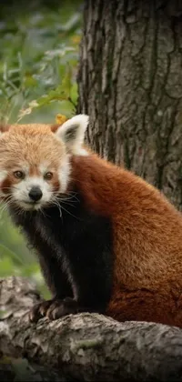 This stunning wallpaper for your mobile phone features an adorable red panda sitting on a tree branch, shot in 2020 wearing a stylish black and red suit