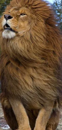 The phone live wallpaper showcases a majestic and powerful lion standing on top of a grassy field, its long wavy fur adding intricate detail to the portrait