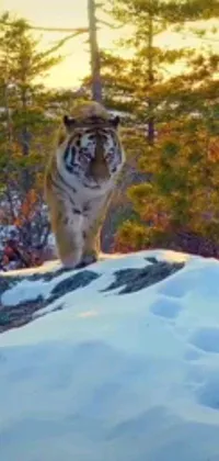 This stunning phone live wallpaper features a majestic tiger gracefully sauntering through a tranquil forest against a snow-capped mountain backdrop