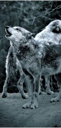 This live wallpaper boasts a stunning image of two sleek grey wolves howling side-by-side