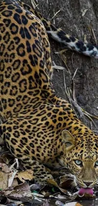 This live phone wallpaper features a captivating image of a leopard drinking water from a forest puddle
