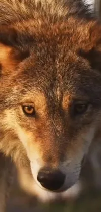 Looking for a stunning live wallpaper for your phone? Check out this incredible one featuring a captivating view of a wolf staring directly at the camera