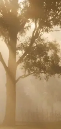 This phone live wallpaper features a serene image of a horse standing next to a tree on a misty Australian day
