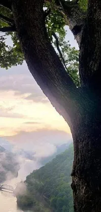 This live wallpaper showcases a stunning tree standing beside a serene river