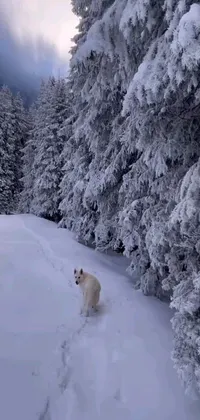 This phone live wallpaper showcases a cute canine standing amidst snow